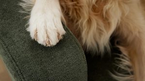 Ecksofa Interliving aus Stoff in Grün Interliving Sofa Serie 4303 – Ecksofa moosgrüner Pfotenstoff Cyber - Stellfläche ca. 323 x 190 cm